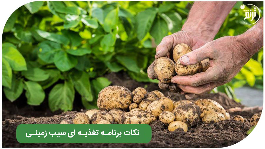 Potato nutrition program