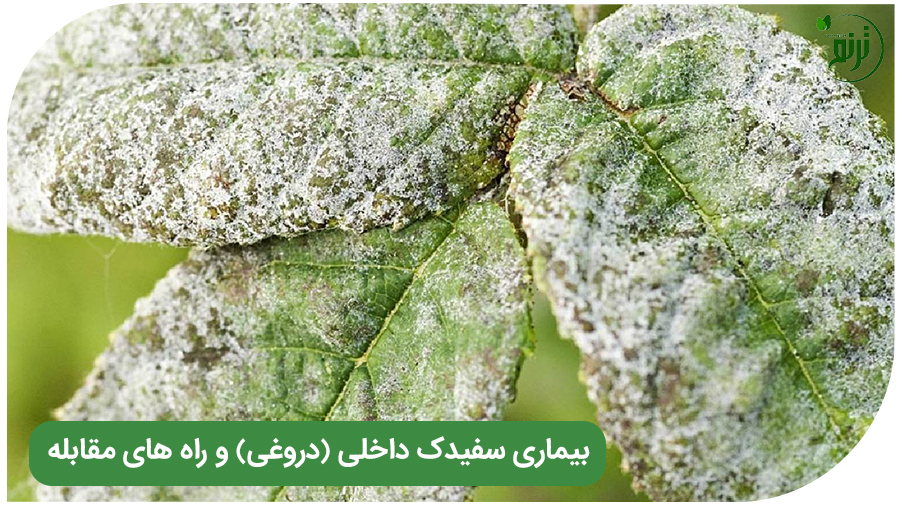 بیماری سفیدک داخلی (دروغی) و راه های مقابله با آن