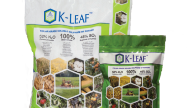 k leaf