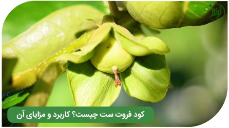 فروت ست