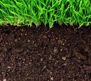 Some plants use hairy roots and acid to access nutrients in rock
