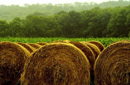 Macronutrient Content of Winter Annual Cereal Grains with Phosphorus Fertilization