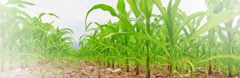 Effect of salinity and humics on corn growth