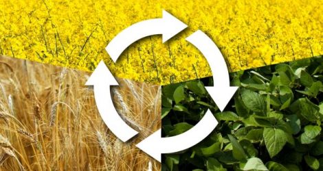 چرا نیاز است در تناوب های زراعی از گیاهان خانواده لگوم استفاده نمود؟