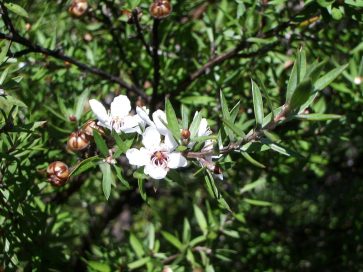 Mānuka (Leptospermum scoparium) is a New Zealand medicinal shrub