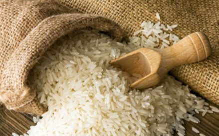 Report A single transcription factor promotes both yield and immunity in rice