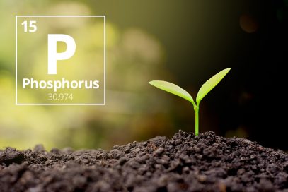 Phosphite , is widely marketed as either a fungicide or fertilizer or as a biostimulant.
