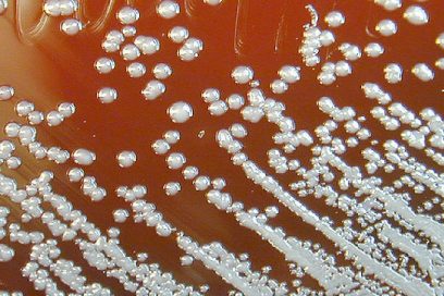 plant growth-promoting bacterium, Burkholderia sp. strain PsJN, were studied under gnotobiotic conditions