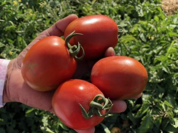 Improvement of mineral nutrient content of tomato through selection of cultivars and soil fertility
