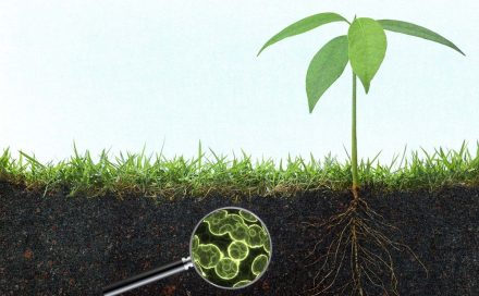 Trace metal metabolism in plants