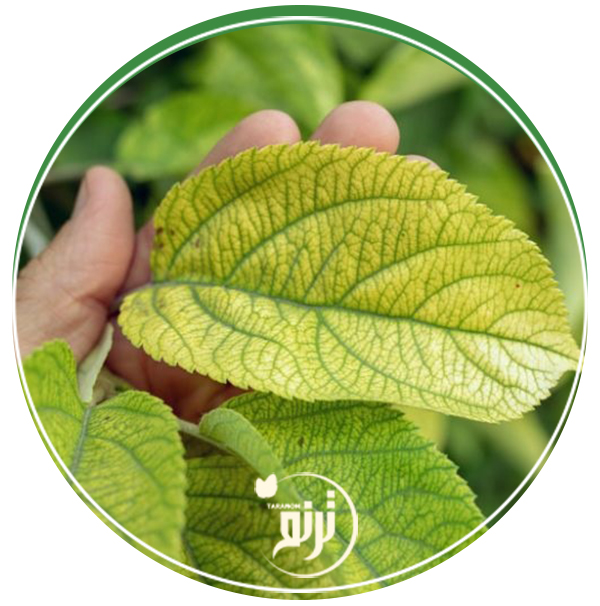 Iron deficiency in the soil