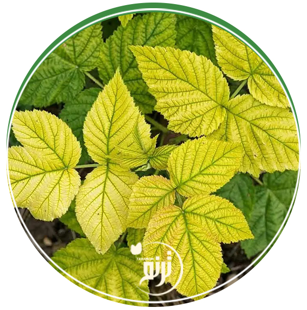 Iron deficiency in the soil