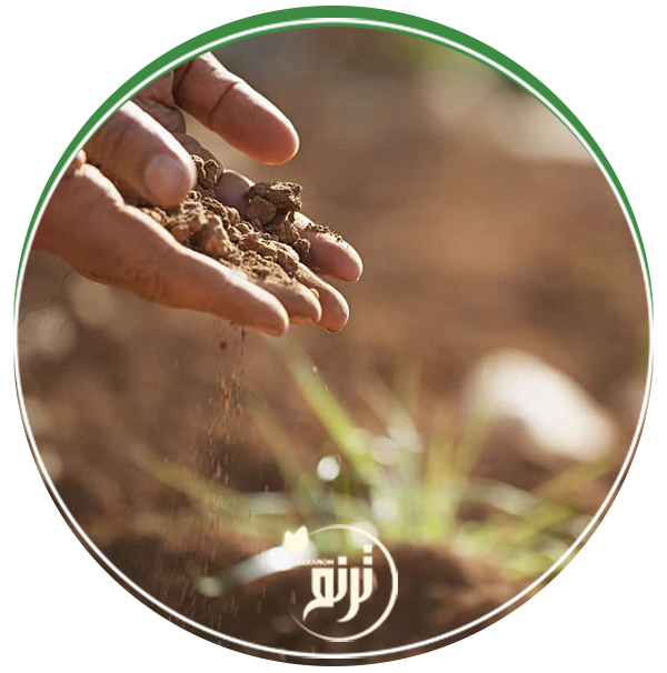 Iron deficiency in the soil