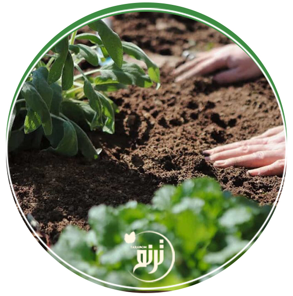 Iron deficiency in the soil