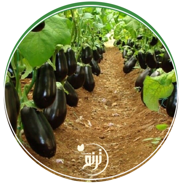 eggplant varieties