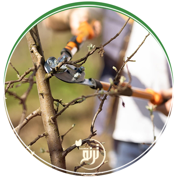 Tree pruning