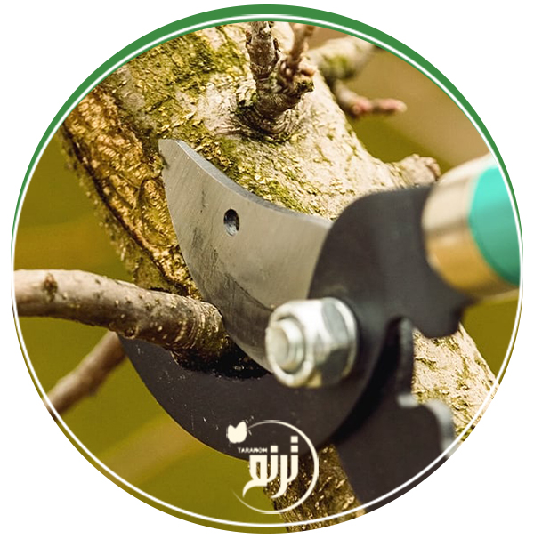 Tree pruning