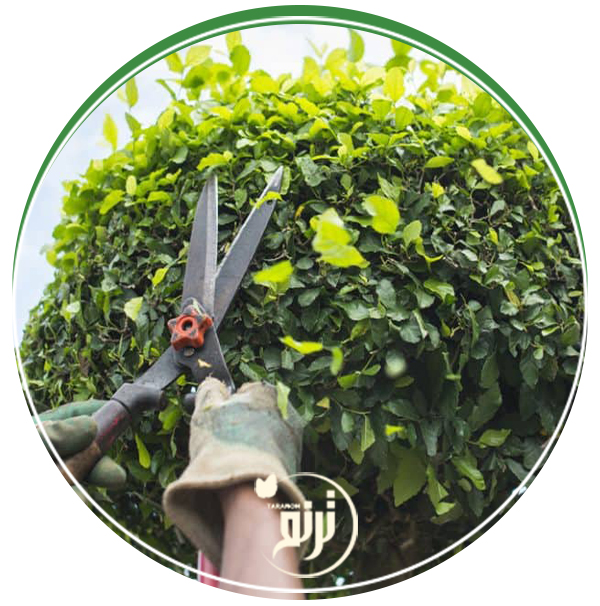 Tree pruning