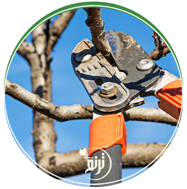Tree pruning