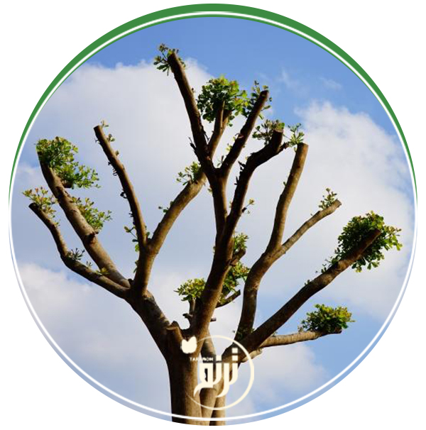 Tree pruning