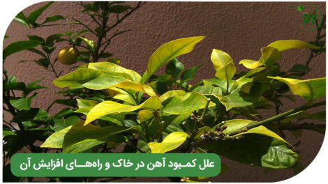 Iron deficiency in the soil