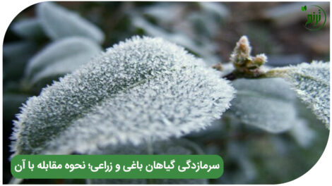 سرمازدگی گیاهان