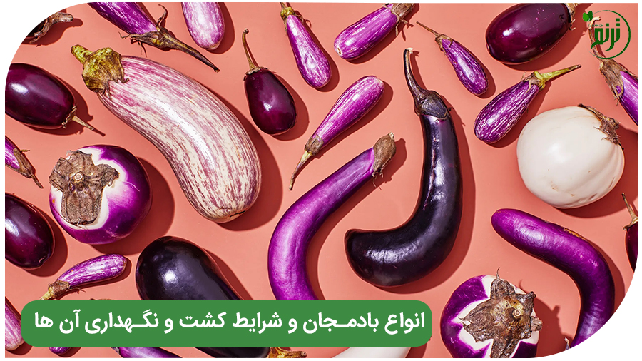 معرفی انواع بادمجان و شرایط کشت و نگهداری آن ها