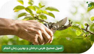 Tree pruning