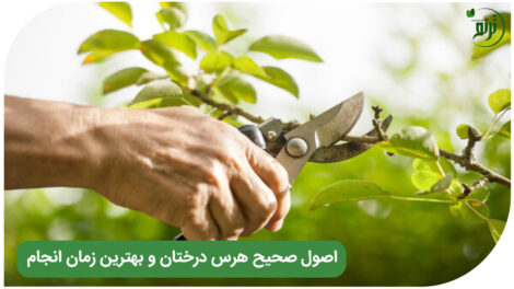 Tree pruning