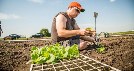 Tobacco plants with a simplified process of photorespiration grew 40 percent bigger