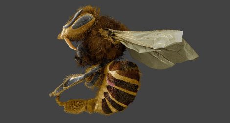 Tests with fake bee larvae reveal that a “vampire” mite attacking honeybees may not be so much a bloodsucker as a fat slurper.