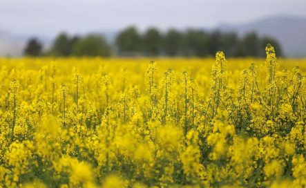 ایرج ناصری مقدم : نرخ خرید تضمینی دانه روغنی کلزا برای سال ۹۹ هر کیلوگرم ۴۶ هزار و ۶۰۲ ریال اعلام گردیده است.