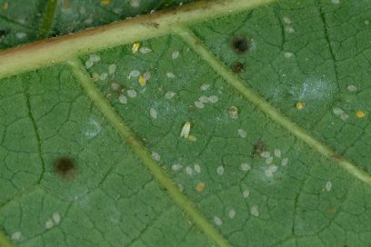 Sap-sucking Bemisia tabaci, an invasive menace to a wide range of crops, are definitely insects