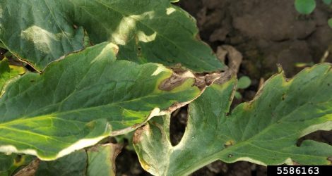 Mycorrhizal tomato plants had significantly less A. solani symptoms but neither plant growth nor phosphate uptake was enhanced by mycorrhizas