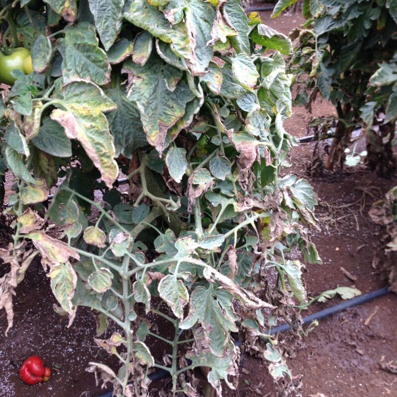 گوجه فرنگی پژمردگی ورتیسلیومی