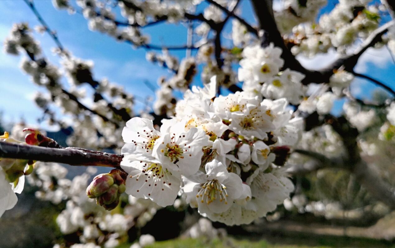 نیاز سرمایی درختان