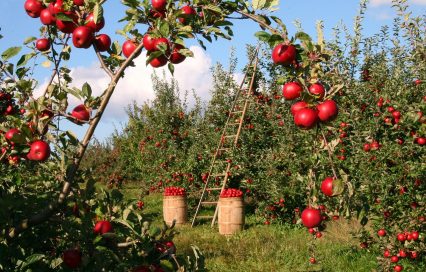 درخت سیب Malus domestica Borkh  ازجمله درختان سردسیری خزان کننده است و تنوع بسیار  گسترده ای دارد.