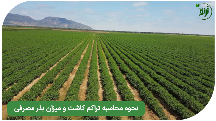 آموزش نحوه محاسبه تراکم کاشت و میزان بذر مصرفی