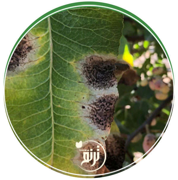 Alternaria