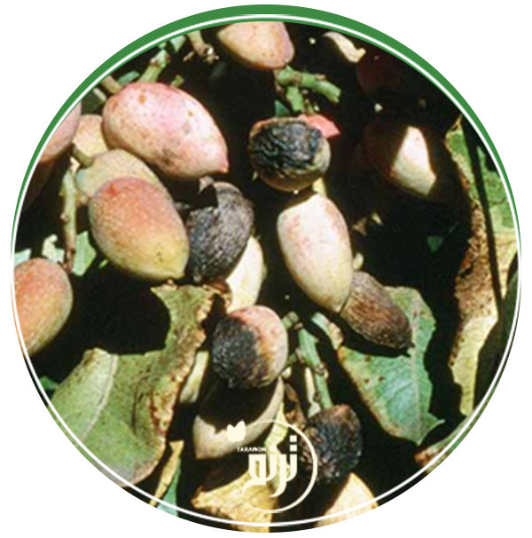 Alternaria