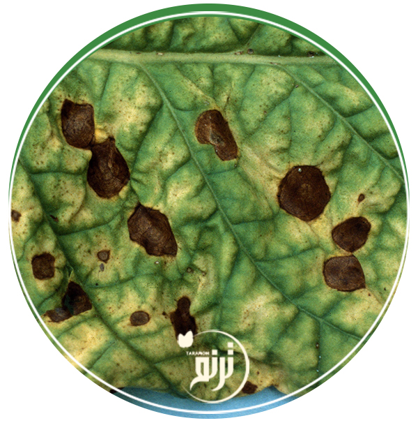 Alternaria