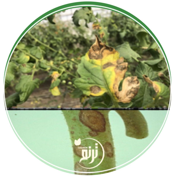 Alternaria