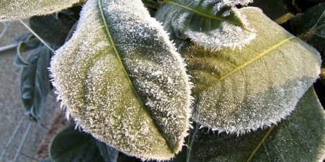 سرمازدگی در باغات