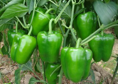Impacts of copper oxide nanoparticles on bell pepper (Capsicum annum L.) plants