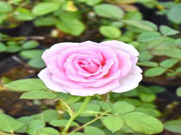 pink-rose