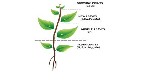 Essential Plant Nutrients, their Functions and Nutrient Sources