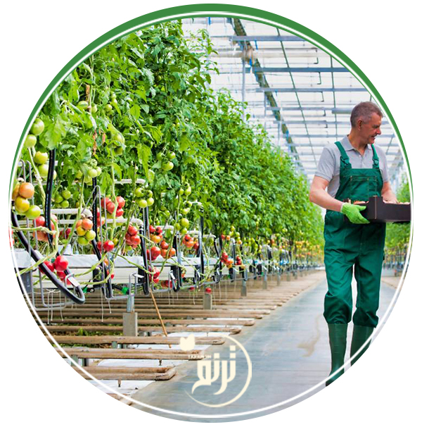 Carbon dioxide in the greenhouse