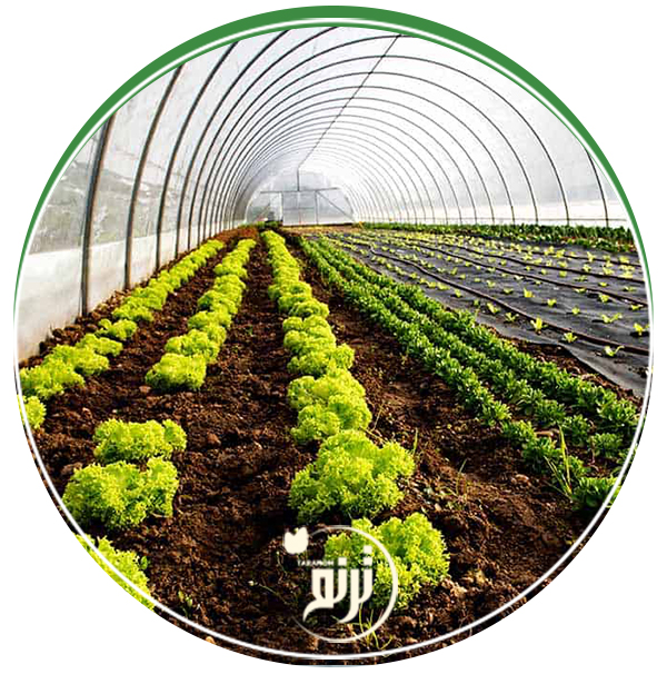 Carbon dioxide in the greenhouse