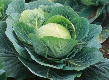 Cabbage Response to Pendimethalin Applied Posttransplant