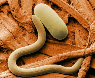 Phytoparasitic Nematode Control of Plant Hormone Pathways